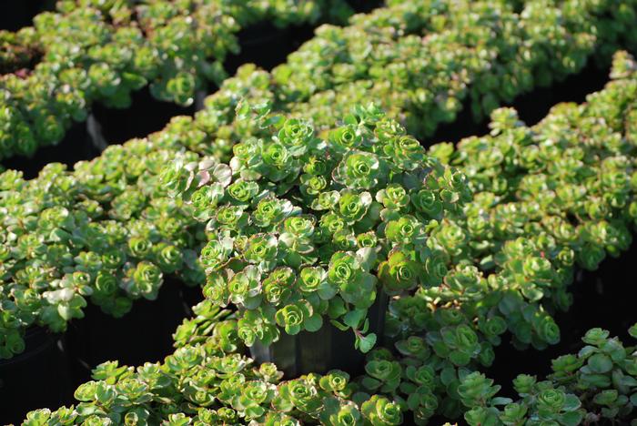 Sedum spurium 'Fuldaglut' (Stonecrop)