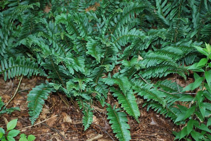 Christmas Fern (Polystichum acrostichoides)