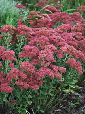 Sedum x 'Autumn Joy' (Stonecrop)