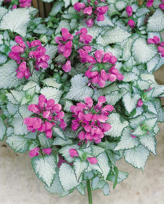 Lamium maculatum 'Beacon Silver' (Dead Nettle)