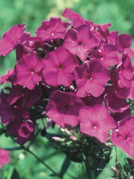 Phlox paniculata 'Nicky' (Summer Phlox)