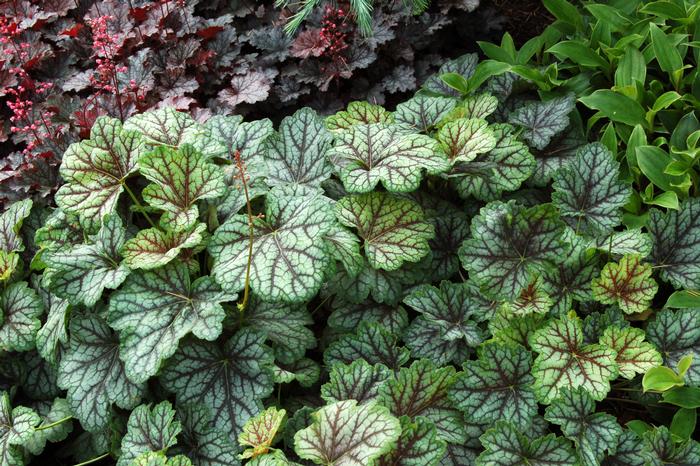 Heuchera americana 'Green Spice' (Coral Bells)