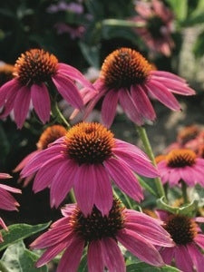 Echinacea x purpurea 'PowWow Wild Berry' (Coneflower), purple flowers