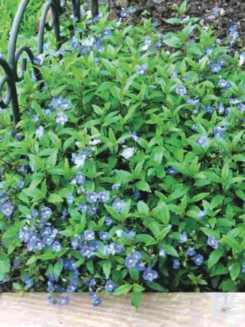 Veronica umbrosa 'Georgia Blue' (Speedwell)