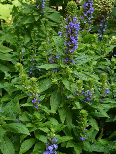 Blue Cardinal Flower (Lobelia siphilitica), blue flowers