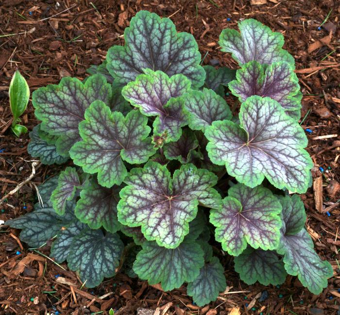 Heuchera americana 'Green Spice' (Coral Bells)