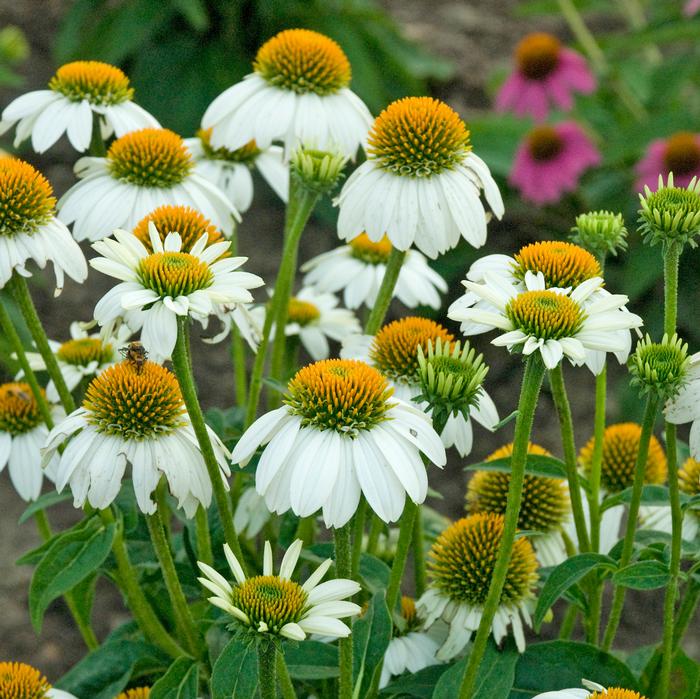 Echinacea x purpurea 'PowWow White' (Coneflower), white flowers