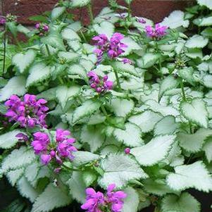 Lamium maculatum 'Purple Dragon' (Dead Nettle)