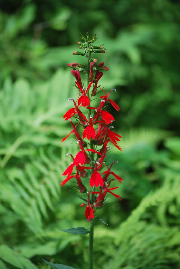 Red Cardinal Flower (Lobelia cardinalis)