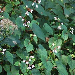 Begonia grandis 'Alba' (Hardy Begonia), white flowers