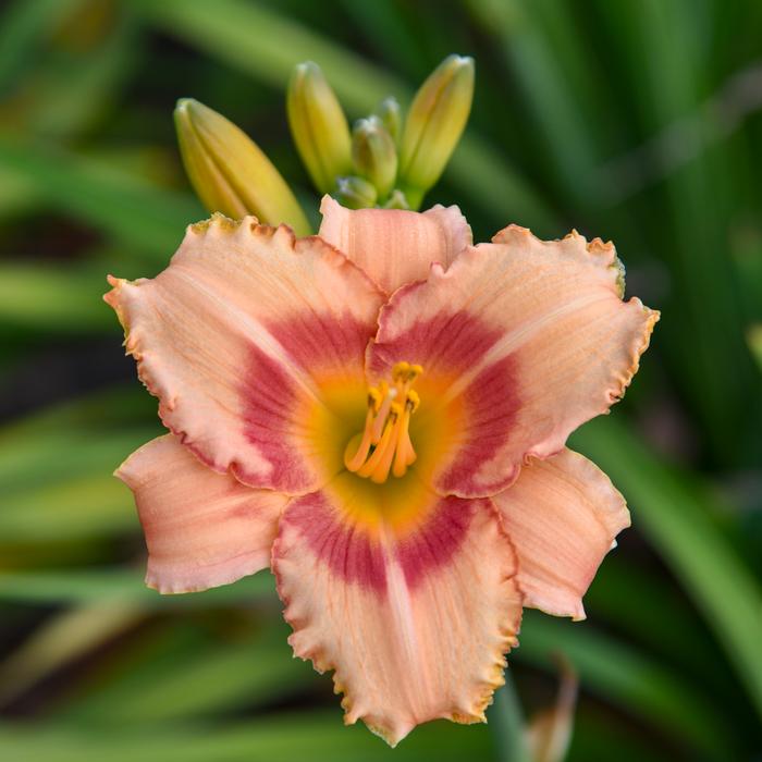 Hemerocallis 'Strawberry Candy' (Daylily)