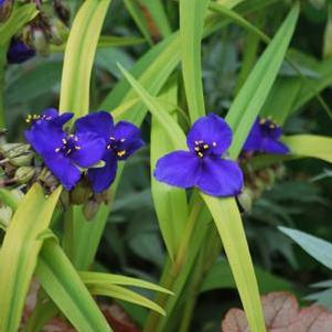 Tradescantia andersoniana 'Sweet Kate' (Spiderwort)