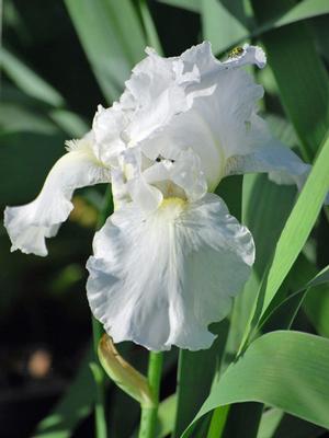 Iris germanica 'Immortality' (Tall Bearded Iris