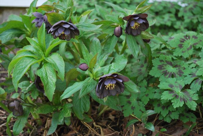 Helleborus x hybridus Winter Jewels® 'Onyx Odyssey'