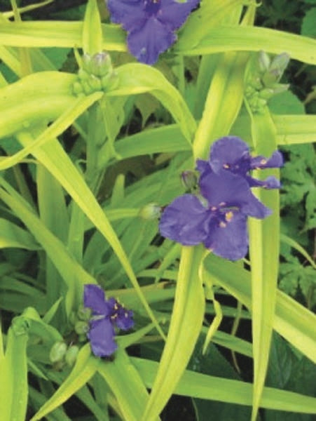 Tradescantia andersoniana 'Sweet Kate' (Spiderwort)