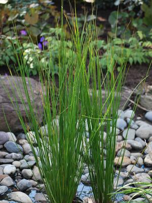 Common Rush (Juncus effusus)