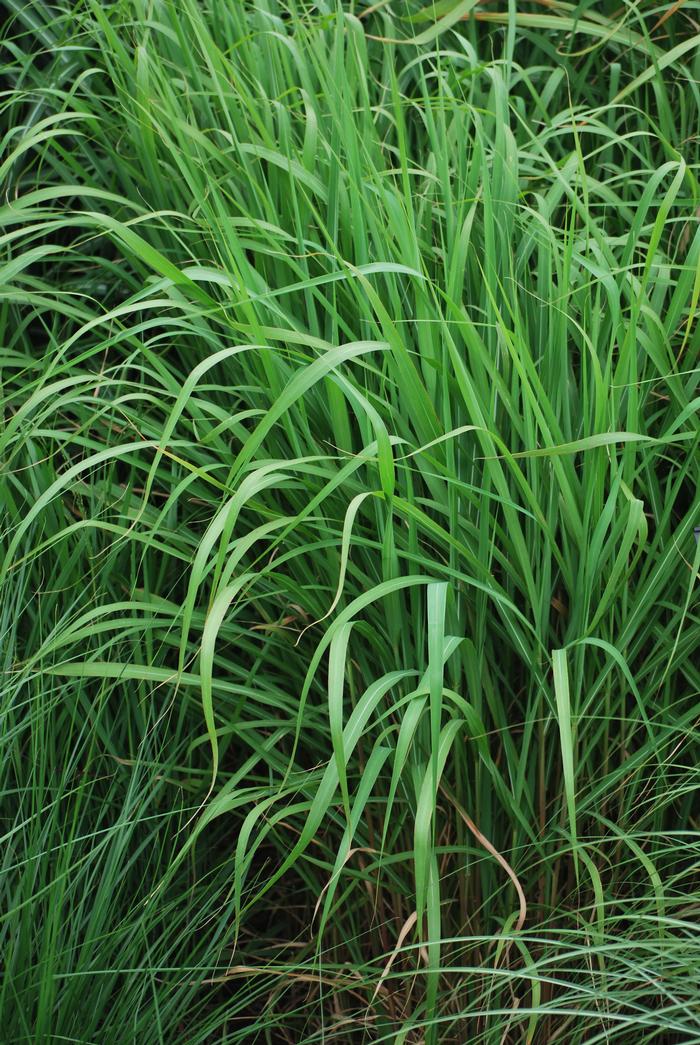 Red-Leaved Miscanthus (Miscanthus 'Purpurascens')