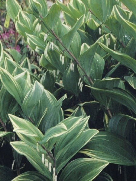 Variegated Solomon's Seal (Polygonatum odoratum 'Variegatum')