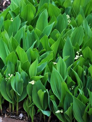 Lily-of-the-Valley (Convallaria majalis)