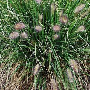 Cassian Fountain Grass (Pennisetum alopecuroides 'Cassian')