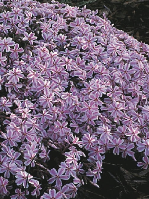 Phlox subulata 'Candy Stripes' (Moss Pinks)