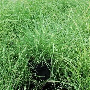 Miscanthus sinensis 'Little Zebra' (Variegated Maiden Grass)