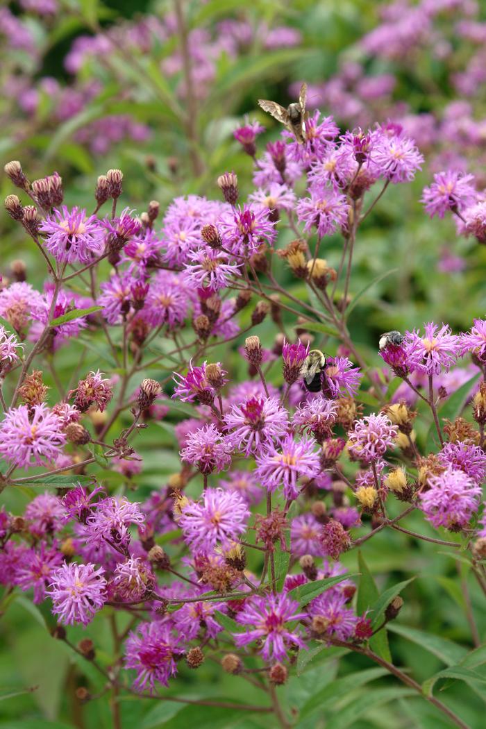 New York Ironweed (Vernonia noveboracensis)