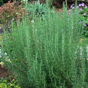 Hardy Rosemary (Rosmarinus officinalis 'Arp')