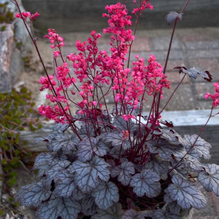 Heuchera x 'Timeless Treasure' (Coral Bells)