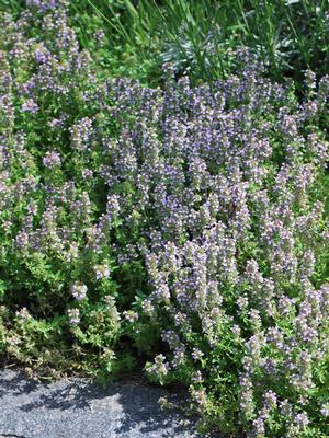 Wild Thyme (Thymus praecox 'Pink Chintz')