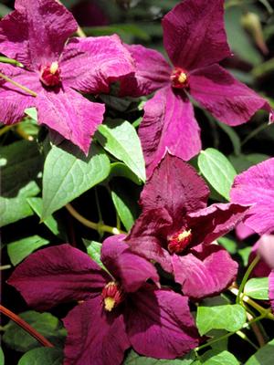 Clematis hybrid 'Polish Spirit' (Hybrid Clematis)