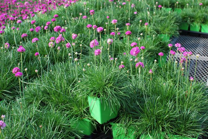 Thrift (Armeria maritima 'Splendens')