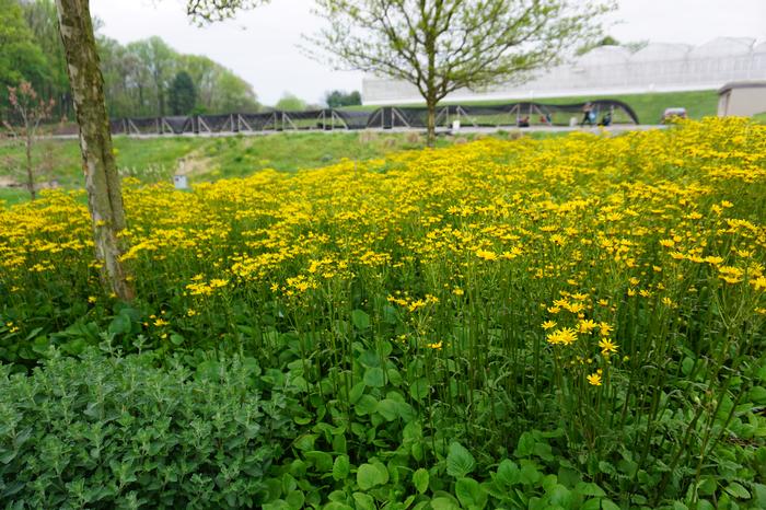 Golden Ragwort (Senecio aureus)