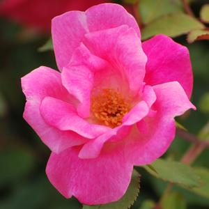 Pink Knock Out® Rose