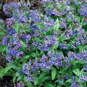 Pulmonaria x 'Trevi Fountain' (Lungwort)