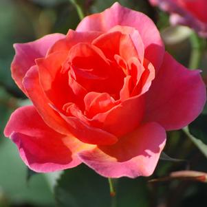 Coral Knock Out®, red rose