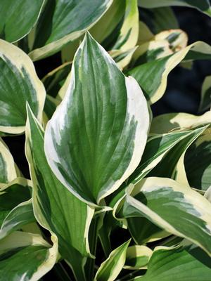 Hosta x 'Patriot' (Plantain Lily)