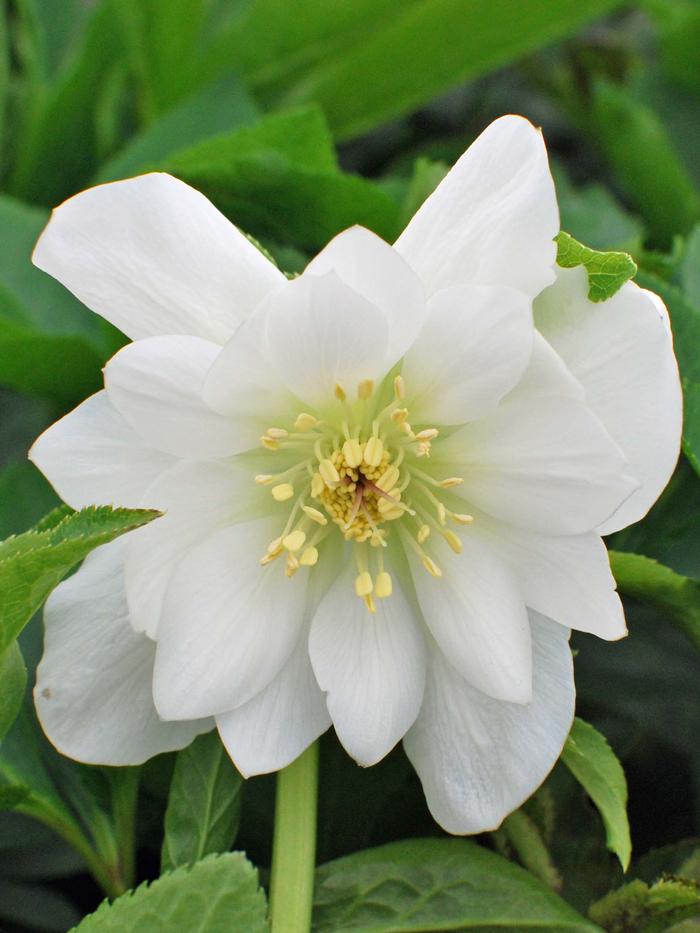 Helleborus x hybridus Winter Jewels® 'Sparkling Diamond'