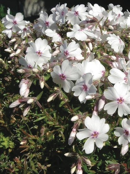 Phlox subulata 'Amazing Grace' (Moss Pinks)