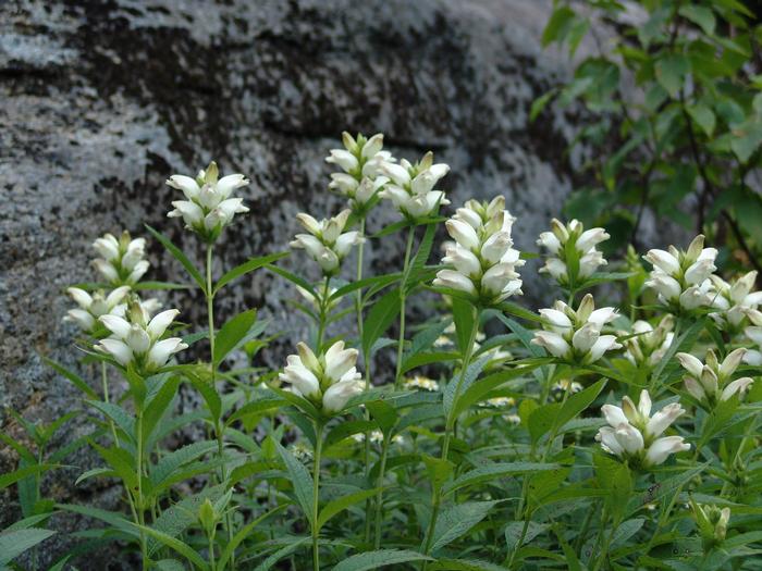 White Turtlehead (Chelone glabra)