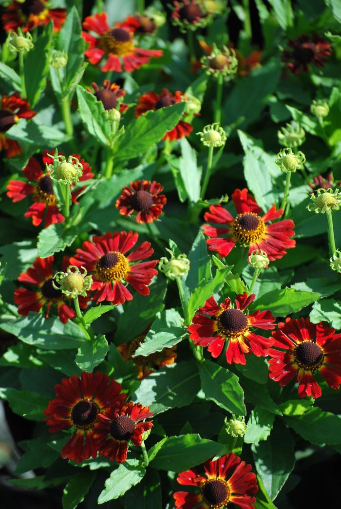 Helenium autumnale Mariachi™'Salsa' (Helen's Flower, Sneezeweed)