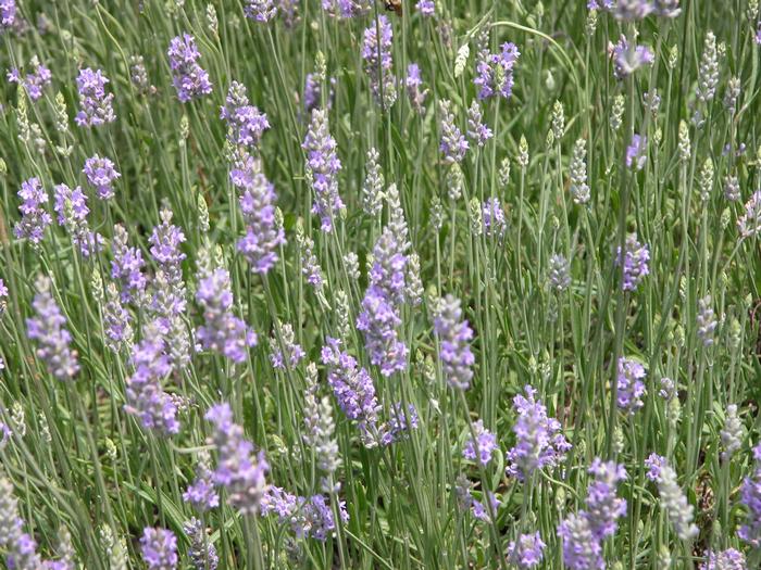 Lavandula x intermedia 'Provence' (Lavender)