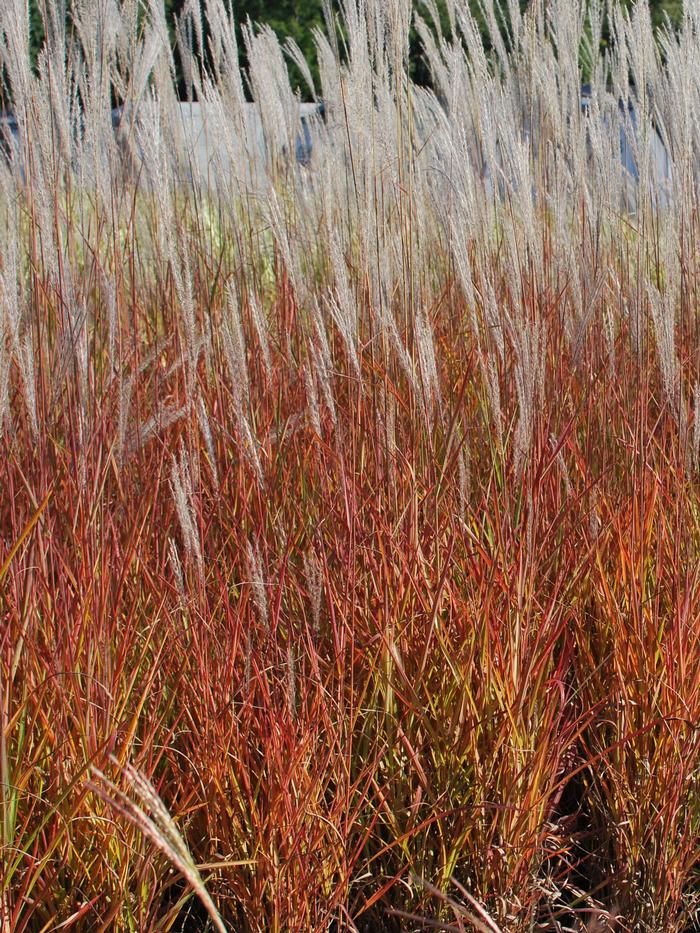 Red-Leaved Miscanthus (Miscanthus 'Purpurascens')