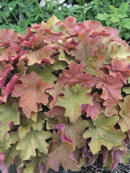 Heuchera x villosa 'Caramel' (Coral Bells)