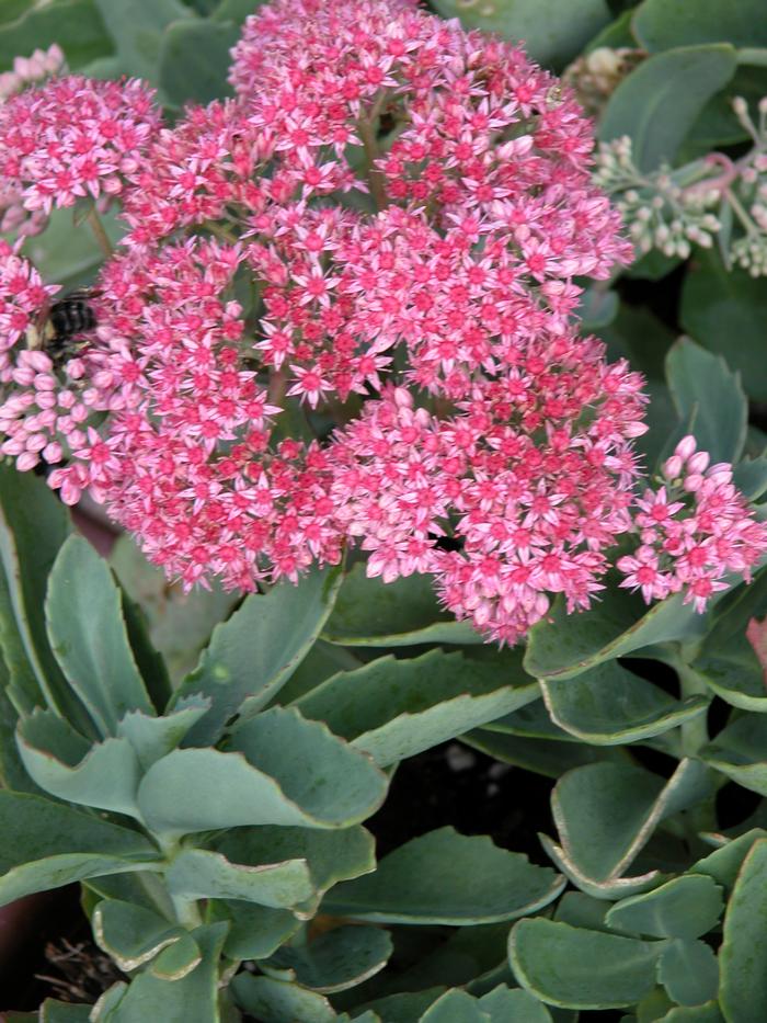 Sedum x 'Abbeydore' (Autumn Stonecrop)