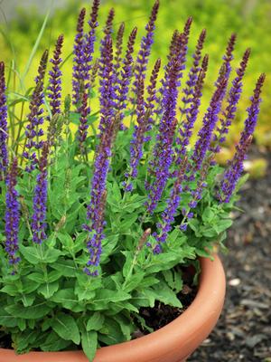 Salvia nemorosa 'East Friesland' (Sage)