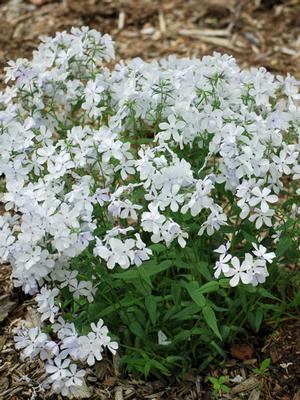 Phlox divaricata 'May Breeze' (Woodland Phlox)