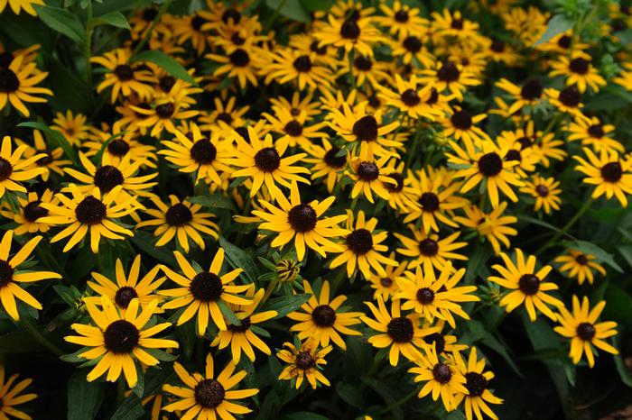 Dwarf Black-Eyed Susan (Rudbeckia fulgida 'Little Goldstar'), yellow flowers