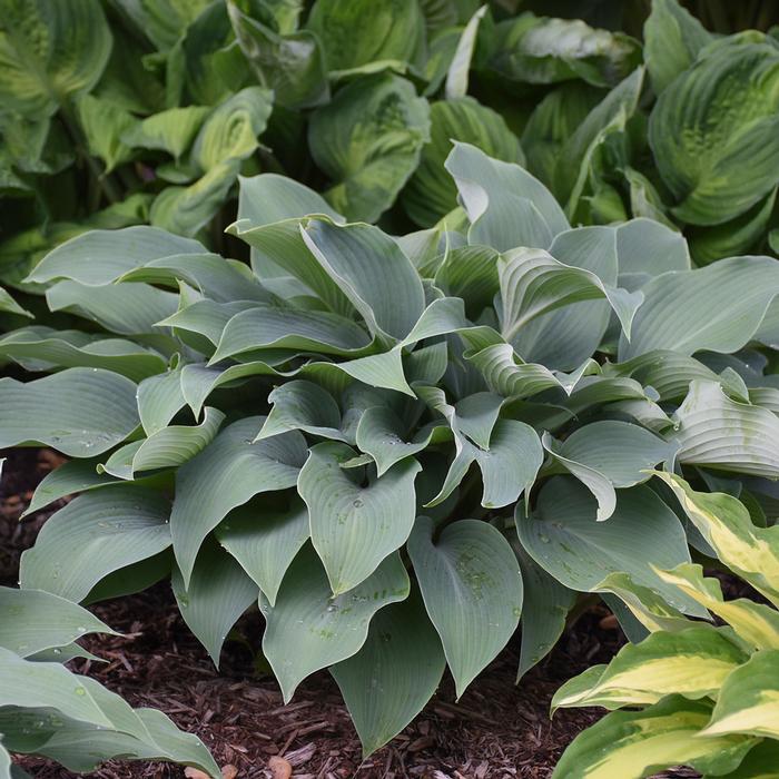 Hosta x 'Halcyon' (Plantain Lily)