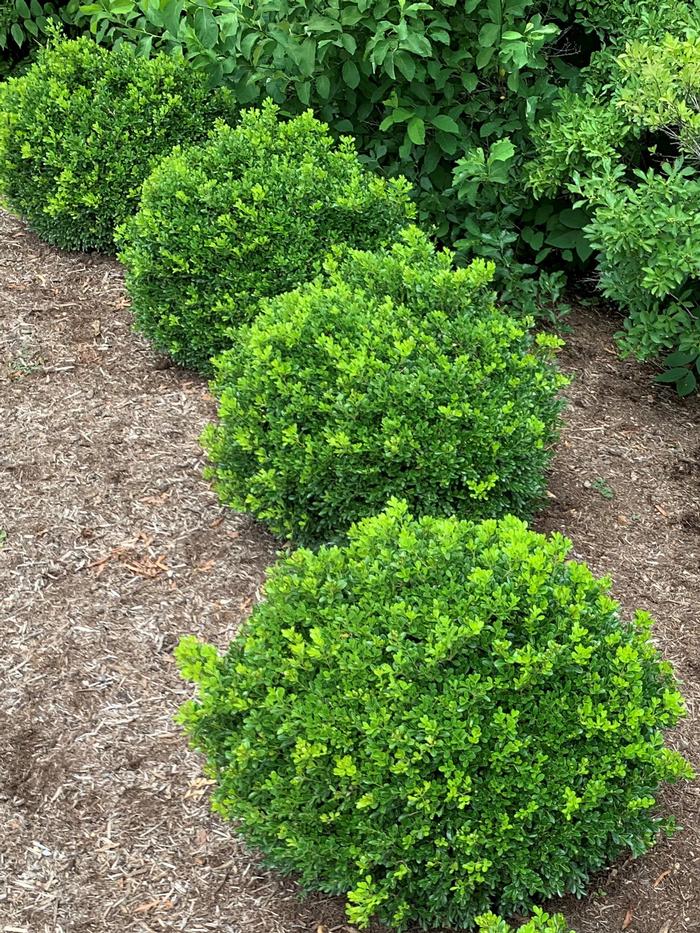 Buxus NewGen Independence® (Boxwood)